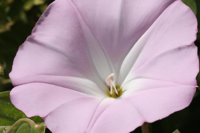 Przetacznik polny, czyli wyjątkowo uciążliwy chwast