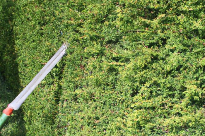 Przycinanie żywopłotów – jak i kiedy strzyc? Proste sposoby formowania i pielęgnacji żywopłotu