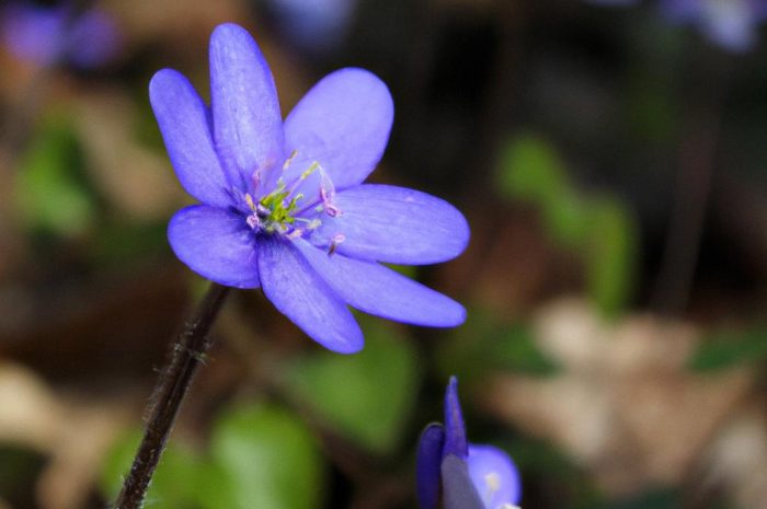 Przylaszczka pospolita – jak ją uprawiać i co może zaoferować w przydomowym ogrodzie? Sprawdź przydatne informacje!