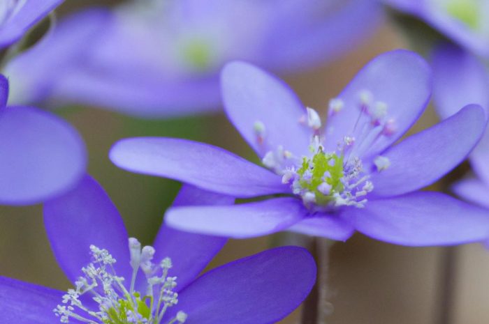 Przylaszczka pospolita – sadzenie, rozmnażanie, uprawa i pielęgnacja