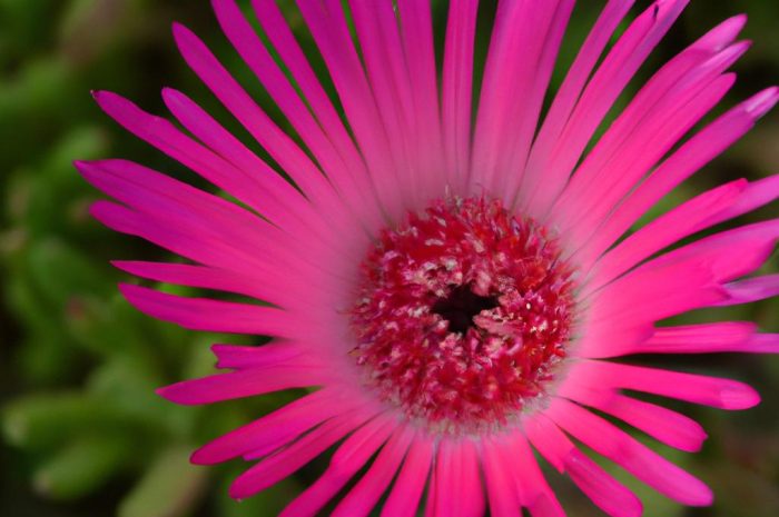 Przypołudnik stokrotkowy – zimowanie dorotki stokrotkowej (Dorotheanthus bellidiformis)