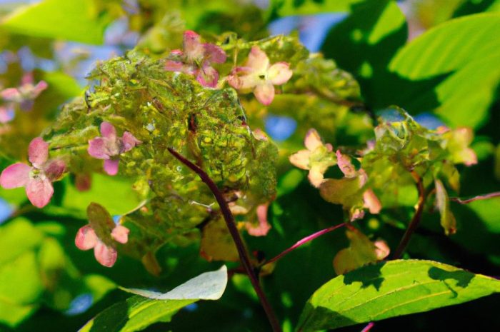 Przywarka japońska (Schizophragma hydrangeoides) – jakie wymagania ma to pnącze? Sprawdź, jak wygląda jego uprawa!