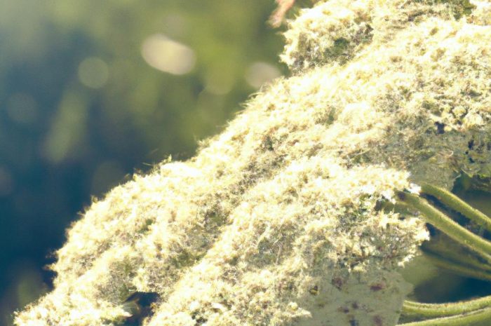 Przywrotnik miękki – ciekawa bylina o ozdobnych liściach i kwiatach. Czym charakteryzuje się ta roślina?