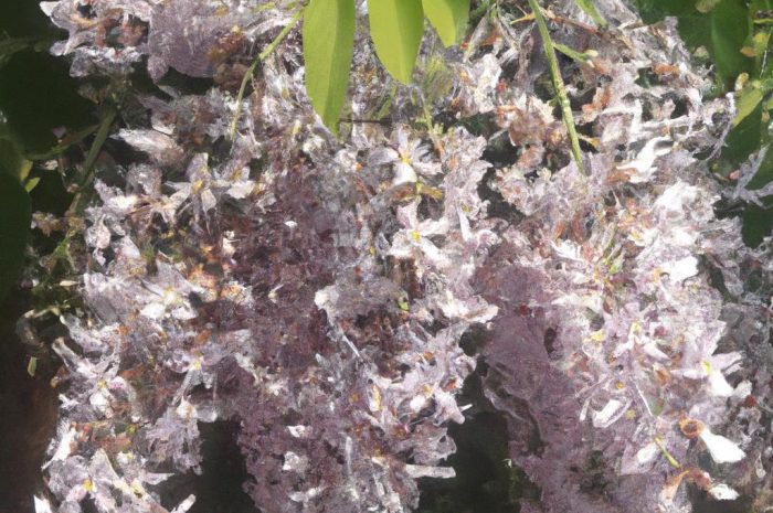 Przywrotnik – właściwości, zastosowanie i zasady uprawy