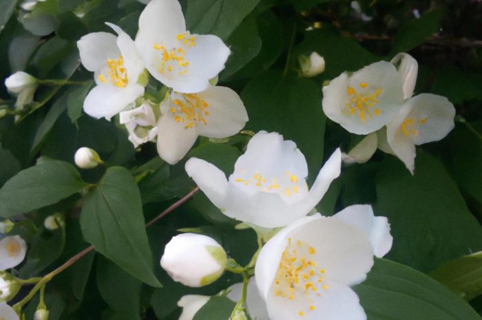 Psianka jaśminowa – pięknie kwitnące pnącze z odległej Brazylii