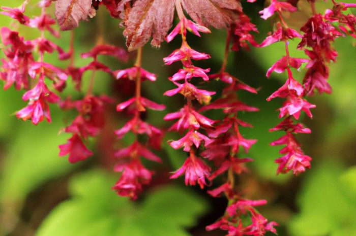 Psianka koralowa – uprawa, odmiana, pielęgnacja