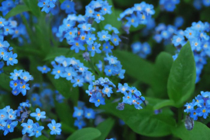 Psianka szafirowa burza – krzew wypuszczający burzę kwiatów