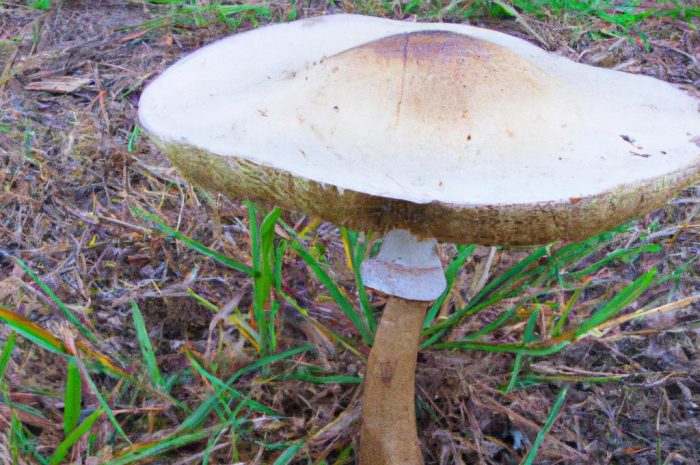 Psilocybe semilanceata, łysiczka lancetowata – magiczny grzyb psychodeliczny