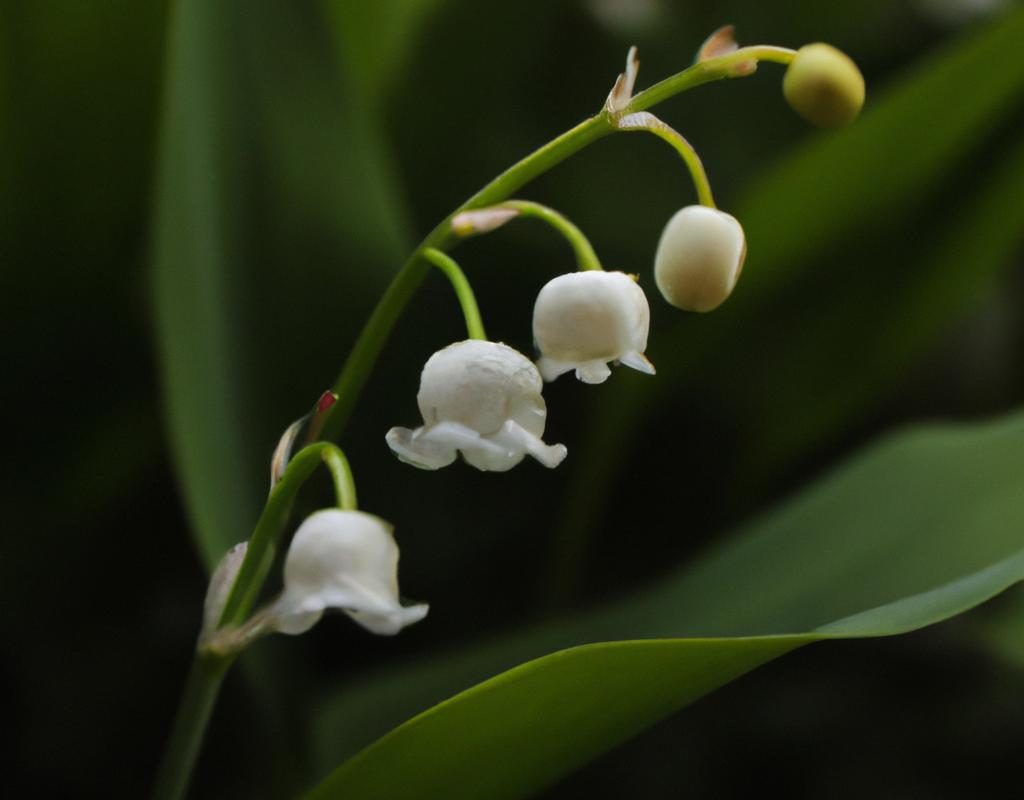 Araukaria – czy uprawa małpiego drzewa jest możliwa w Polsce? Co musisz wiedzieć, nim zaczniesz uprawiać araucaria araucana?