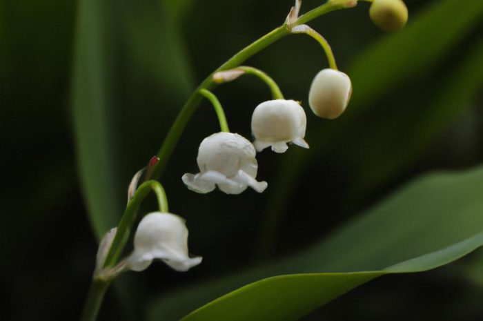 Psiząb – niepozorna cebulowa roślina nazywana małą lilią
