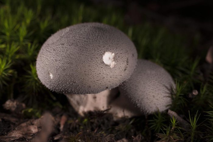 Purchawka chropowata – szczegółowy opis grzyba Lycoperdon perlatum