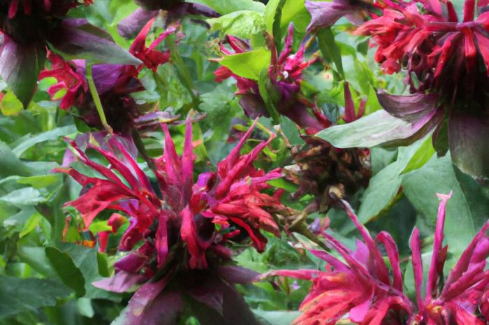 Pysznogłówka, łac. Monarda – wymagania, uprawa i pielęgnacja tej pięknej rośliny