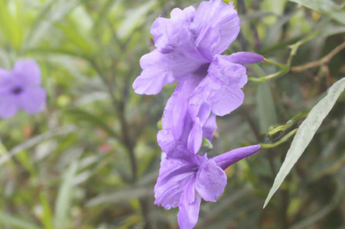 Pysznogłówka dwoista – czym wyróżnia się ta bylina? Sprawdź, co warto o niej wiedzieć!