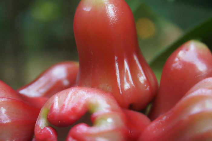 Róża jabłkowata – piękna roślina o niezwykłym zastosowaniu! Sprawdź, dlaczego warto ją mieć w swoim ogrodzie!