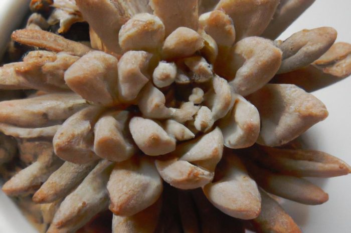 Róża jerychońska – niezwykła roślina o niezwykłych właściwościach