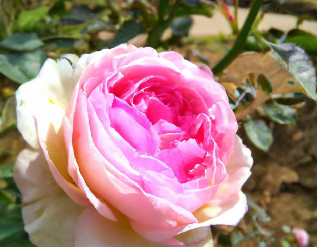 Azalia w domu i w ogrodzie. Zasady uprawy