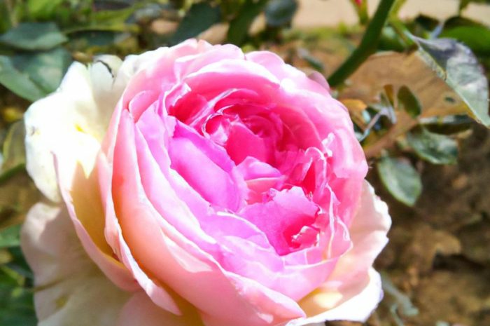 Róża parkowa – uprawa, pielęgnacja i rozmnażanie