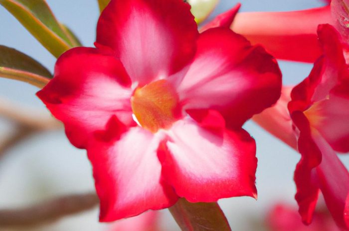 Róża pustyni – sukulent z pięknymi kwiatami