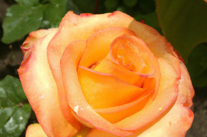 Róża wielokwiatowa – uprawa, pielęgnacja i rozmnażanie. Jak dbać o piękne kwiaty róży rabatowej?