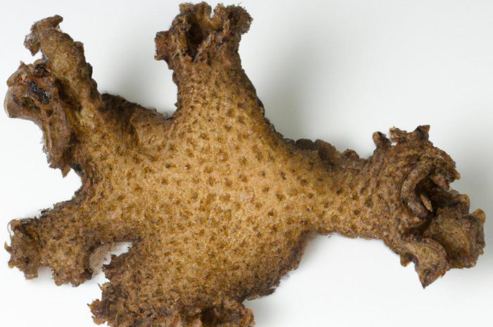 Radula – charakterystyka i ciekawostki o tym gatunku grzyba