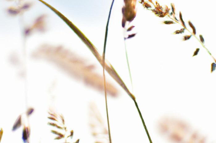 Rajgras wyniosły – odmiana trawy pastewnej o ciekawych właściwościach