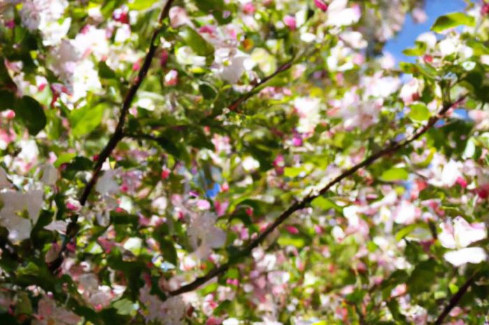 Rajska jabłoń odmieni ogród wiosną! Poznaj jej wymagania