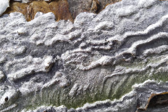 Rak bakteryjny drzew owocowych – poznaj objawy i metody zwalczania infekcji!