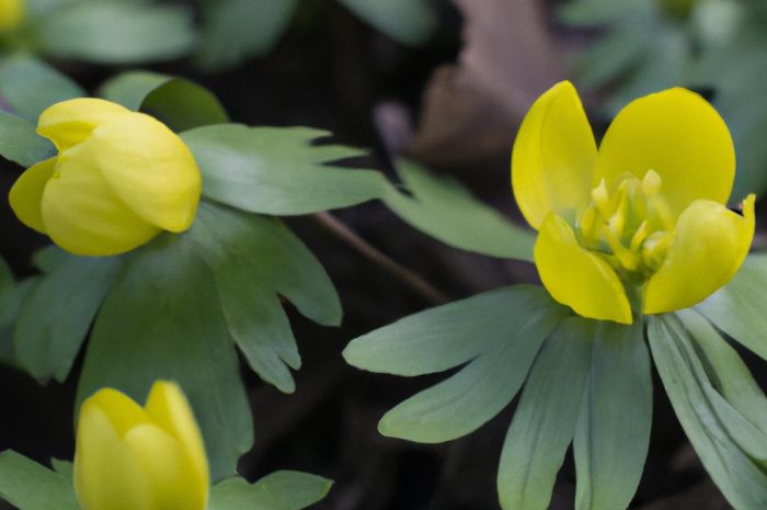 Rannik zimowy – jako jeden z pierwszych przywita wiosnę w Twoim ogrodzie!