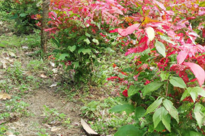 Rdest (Polygonum) – ozdoba czy koszmar ogrodnika? Zależy od gatunku!