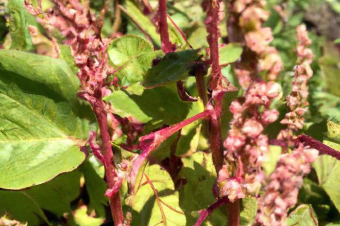 Rdest himalajski – jak uprawiać Persicaria amplexicaulis?