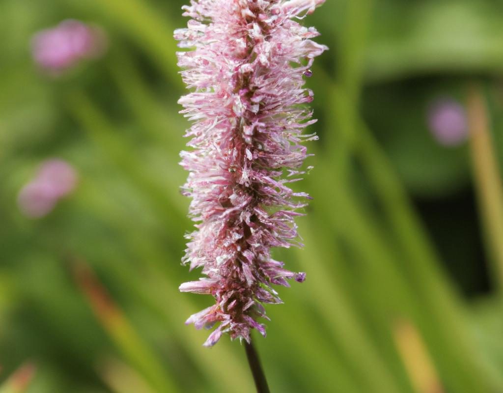 Arcydzięgiel – cenna roślina o leczniczych właściwościach