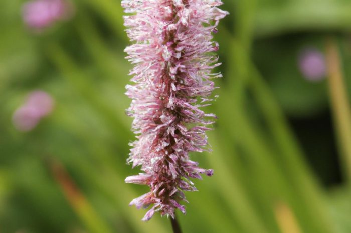 Rdest wężownik – pielęgnacja, rozmnażanie i uprawa Polygonum bistorta