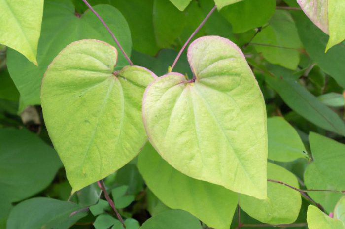 Rdestowiec japoński – co to za roślina i jak pozbyć jej się ze swojego ogrodu? Jakie są właściwości lecznicze rdestowca ostrokończystego?