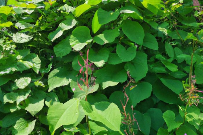 Rdestowiec ostrokończysty, japoński – którą odmianę warto uprawiać w ogrodzie?