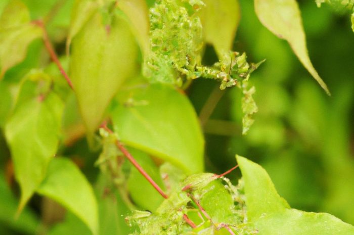 Rdestówka Auberta – półzimozielone i szybko rosnące pnącze