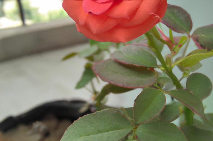 Róże miniaturowe – zapach ogrodu w twoim domu. Zasady pielęgnacji róż