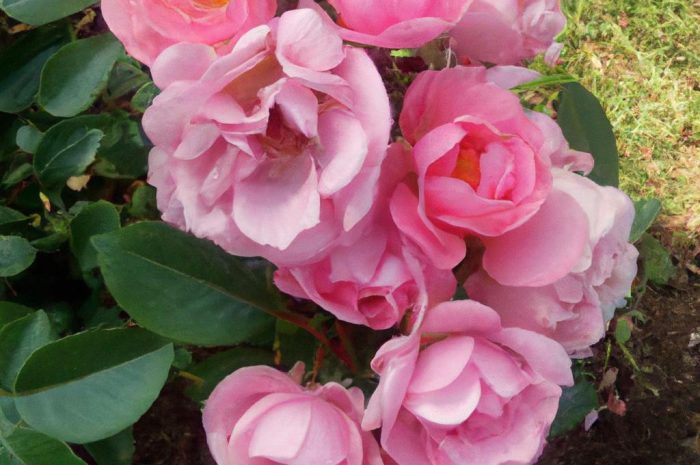 Róże okrywowe – charakterystyka tych płożących kwiatów