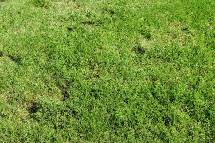 Regeneracja trawnika – jak zregenerować trawnik po zimie? Jak odnowić trawnik krok po kroku? Sprawdź!