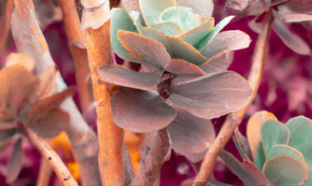 Ardizja karbowana – uprawa, pielęgnacja i rozmnażanie. Czym charakteryzuje się ardizja drzewiasta?
