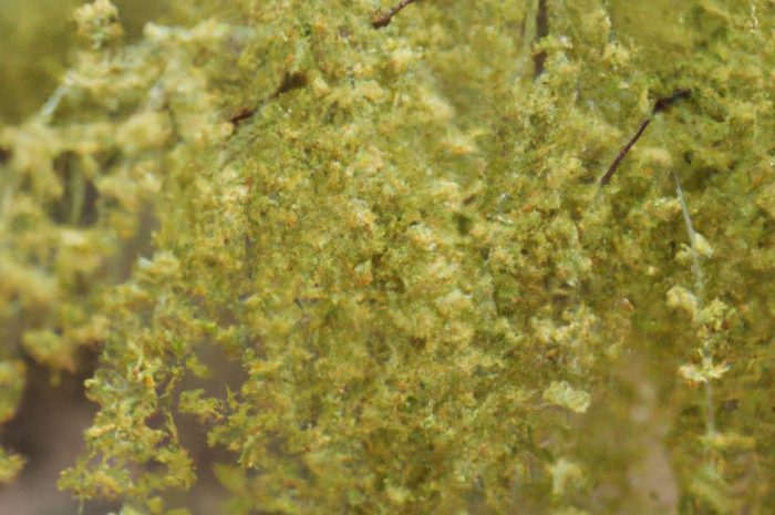 Rezeda wonna w ogrodzie – uprawa, pielęgnacja i zastosowanie rośliny