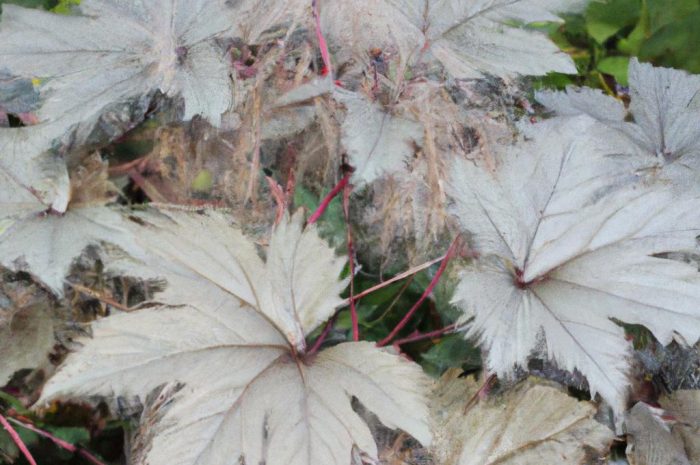 Rodgersja (Rodgersia) i jej uprawa w ogrodzie