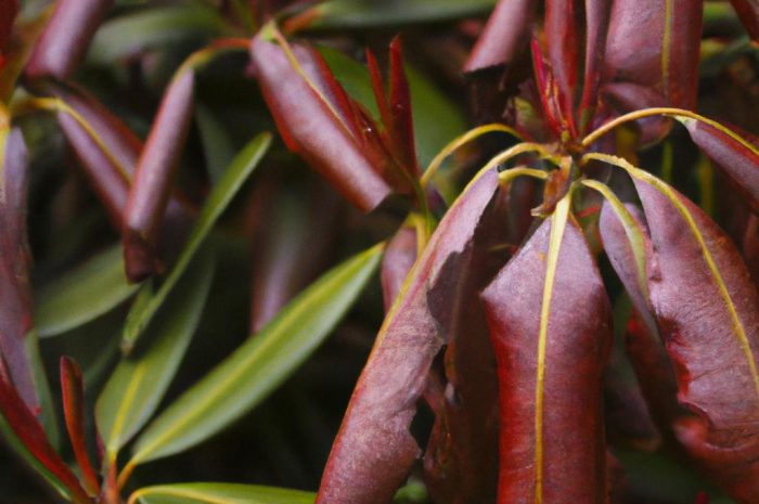 Rododendron – brązowe liście po zimie. Co jest przyczyną? Co robić?