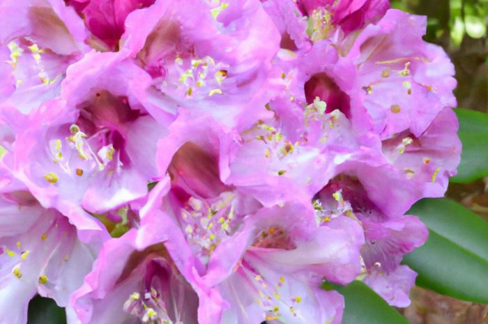 Rododendron, różanecznik, azalia – jak je rozpoznać i o nie dbać?