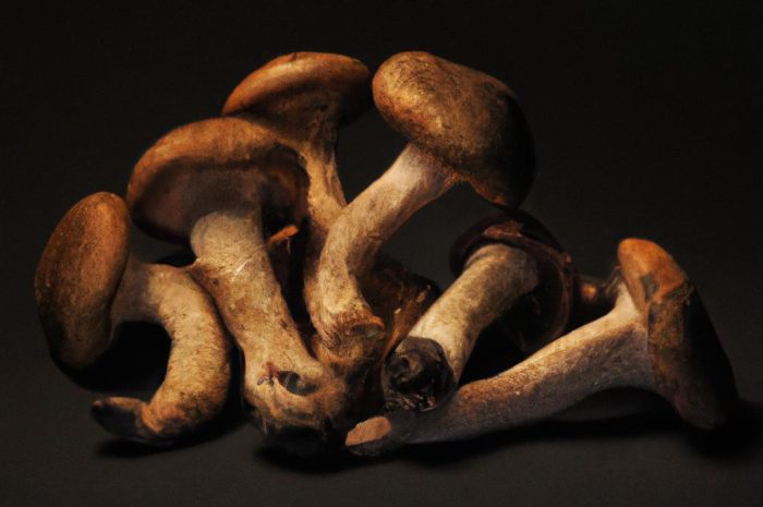 Rodzaje Grzybów – poznaj różne rodzaje i klasyfikacje grzybów