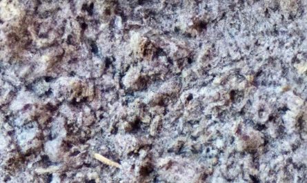 Armillaria ostoyae, zwany opieńką ciemną – charakterystyka gatunku