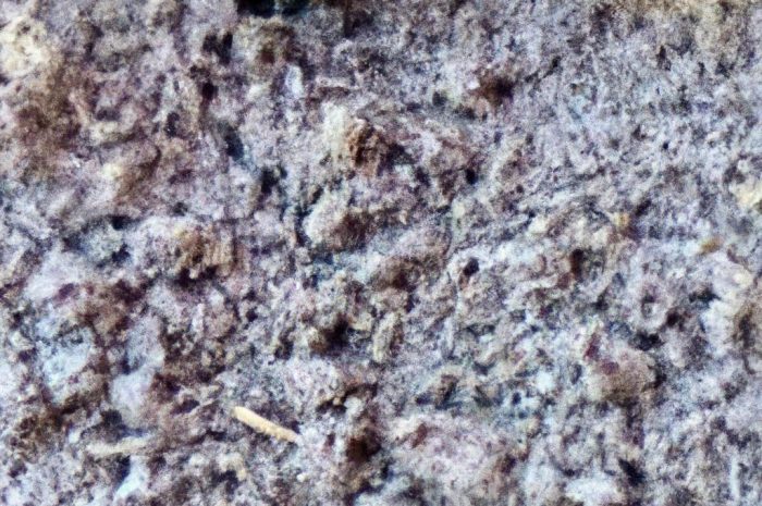 Rodzaje gleb – sprawdź, jakie najczęściej występują w polskich ogrodach