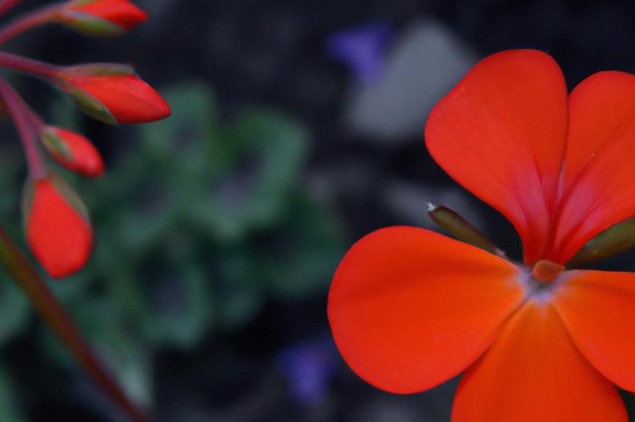 Rogownica – łatwa w pielęgnacji jednoroczna roślina ozdobna