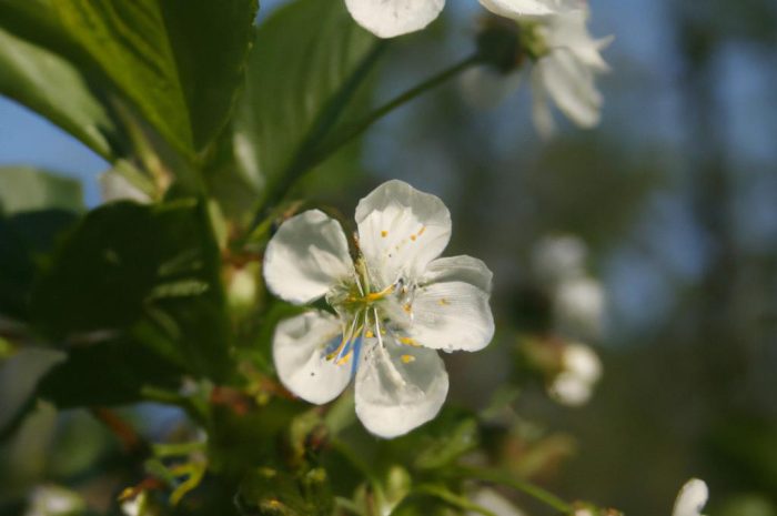 Rojnik – roślina do domu i do ogrodu