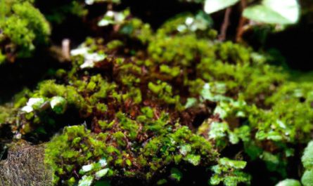 Armillaria ostoyae, zwany opieńką ciemną – charakterystyka gatunku
