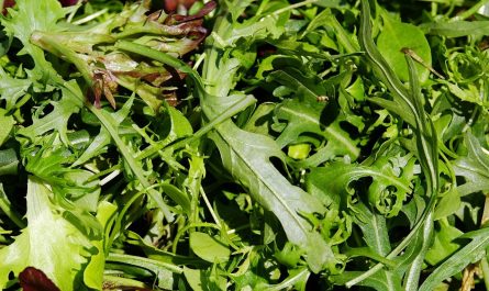 Rokietta siewna, czyli rukola – warzywo niezbędne w wiosennej kuchni